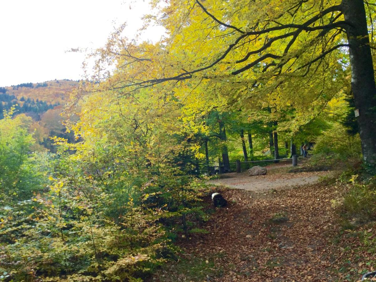 Gite Leonline Sur Les Hauteurs De Masevaux -Au Pied Des Vosges エクステリア 写真