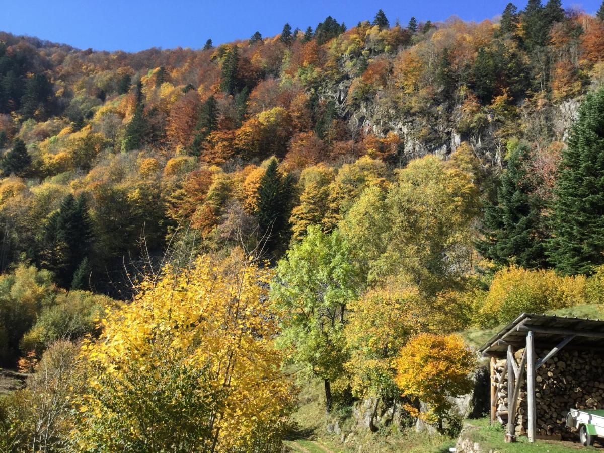 Gite Leonline Sur Les Hauteurs De Masevaux -Au Pied Des Vosges エクステリア 写真